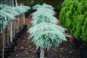 250mm Greenstead Magnificent